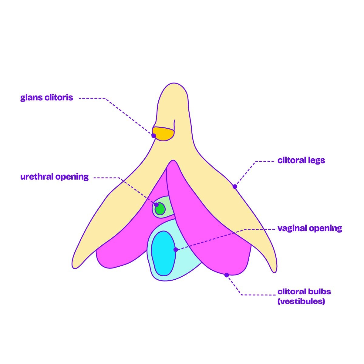 A detailed and labelled diagram of the clitoris.